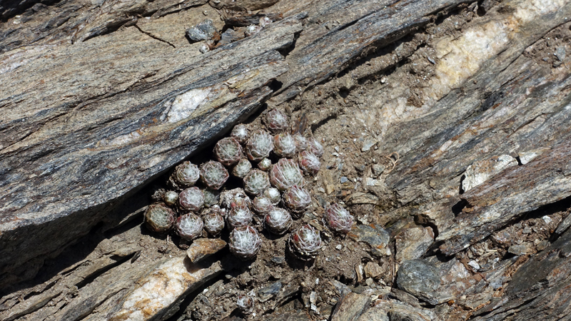 2017-09-15_132004 trentino-suedtirol-2017.jpg - Wanderung von St. Martin zum Dolomitenblick